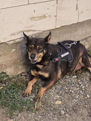 SOS Gnadenplatz für Lady gesucht  Bild 5