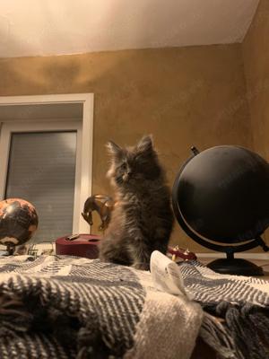 Maine Coon Kitten