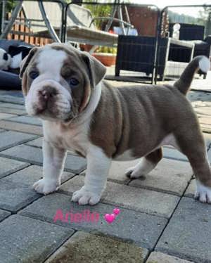 Old Englische Bulldogge 