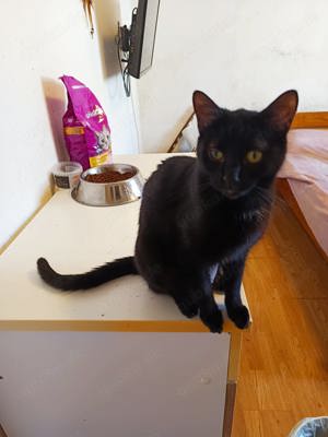 Liebe Kala sucht ihr Kuschelkörbchen