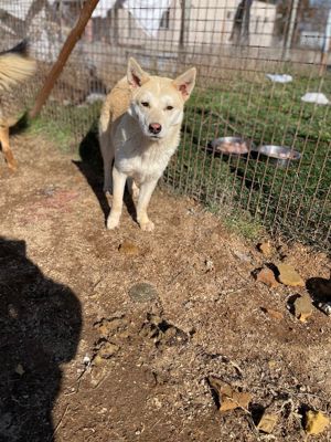 Csiriba, z.Zt. in Ungarn, lass dich von meiner Schönheit verzaubern