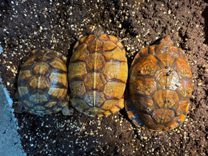 1.2 Terrapene Carolina Carolina amerikanische Dosenschildkröten