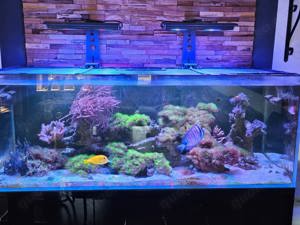 Salzwasser Aquarium Systems 