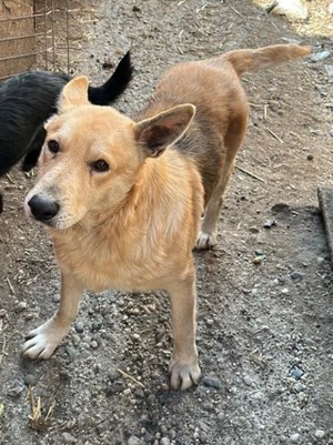 SPENCER - Endlich ein Zuhause finden - gerne auch erst mal eine erfahrene Pflegestelle gesucht