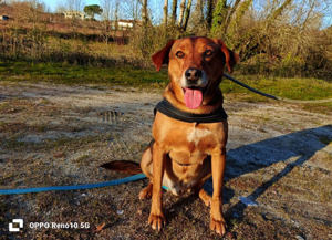 Ich bin BALU    und ich sehne nach einem eigenen Zuhause Bild 6