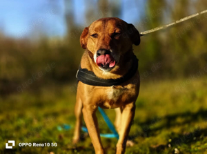 Ich bin BALU    und ich sehne nach einem eigenen Zuhause
