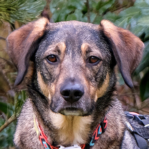 Mostie, 4 Jahre 2 Monate - Mischling - Tierhilfe Franken e.V.