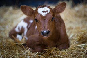 Tiere eine Stimme geben