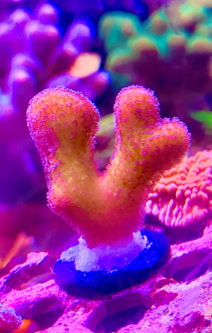 Stylophora pistillata korallen anfänger meerwasser 