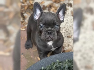 Französische Bulldoggen Welpen !!