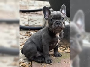 süße französische Bulldoggen Welpen!!