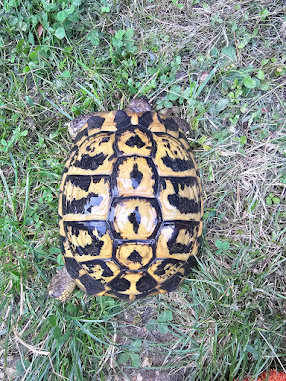  Griechischen Landschildkröten Adult 2 x 1.3 abzugeben! Bild 8