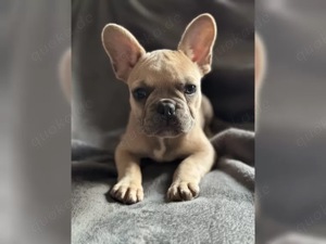 Französische Bulldogge Welpen