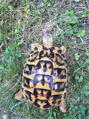  Griechischen Landschildkröten Adult 2 x 1.3 abzugeben! Bild 9