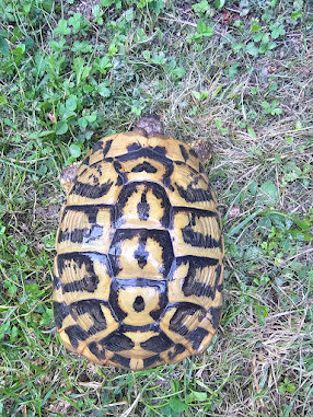  Griechischen Landschildkröten Adult 2 x 1.3 abzugeben! Bild 7