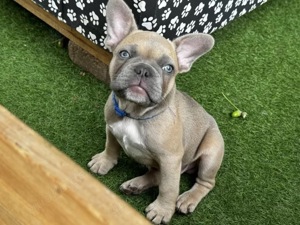 Wunderschöne Französische Bulldogge Welpen!!