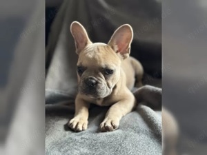Superrr Französische Bulldogge Welpen!!