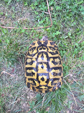  Griechischen Landschildkröten Adult 2 x 1.3 abzugeben! Bild 4