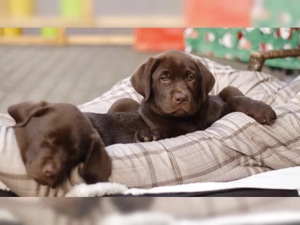 Süße Labrador retriever welpen!!