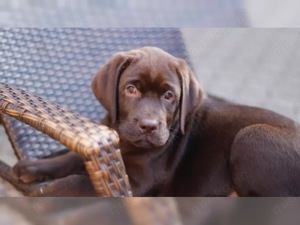 Süße Labrador Retriever Welpen!!