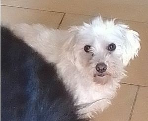 Elli kleines Maltesermädchen sucht ein Zuhause