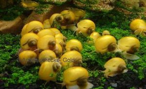 Apfelschnecken Gelbe für Axolotl Becken geeignet Bild 2
