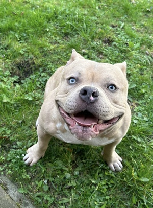 American Pocket Bully