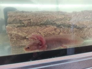 Axolotl Jungtiere, ca.13- 15 cm groß  Bild 5