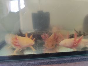 Axolotl Jungtiere, ca.13- 15 cm groß  Bild 2