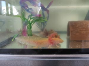 Axolotl Jungtiere, ca.13- 15 cm groß  Bild 7