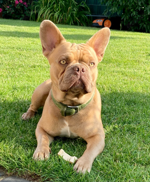 Deckrüde Französische Bulldogge Isabella Orange. Fluffy, Newshade, Tan Träger Bild 3