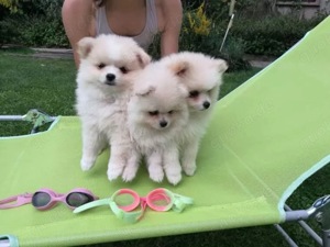 Zwergspitz Pomeranian Welpen
