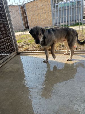 Nico, z.Zt. in Ungarn, vorsichtiger Kerl