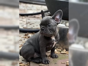 schöne Französisch BulldoggWelpen !!!