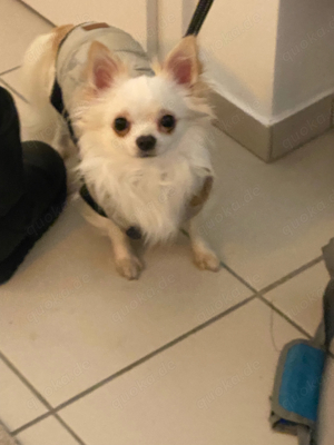 Junger Chihuahua Rüde sucht neues Zuhause.
