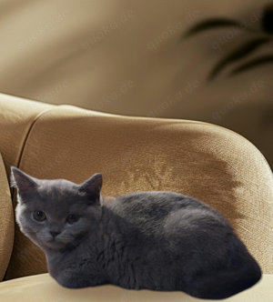 Ansehen, sich verlieben, mitnehmen...