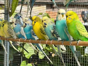 Wellensittiche in verschiedene Farben aus Liebhaberzucht