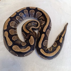 1.0 Mahogany Calico Het Piebald NZ 20 Königspython 