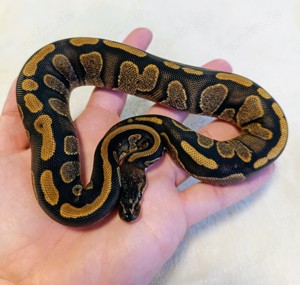 0.1 Mahogany Het Piebald NZ 24 Königspython 
