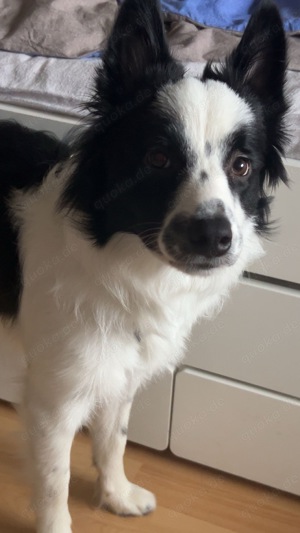 Schöner Border Collie Welpe