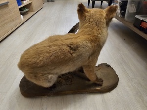 Tierpräparat Fuchs Rotfuchs Bild 4