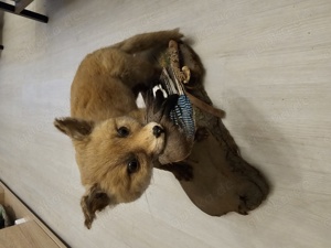 Tierpräparat Fuchs Rotfuchs Bild 2