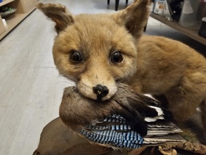 Tierpräparat Fuchs Rotfuchs Bild 3