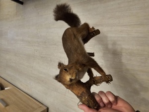 Tierpräparat Eichhörnchen 