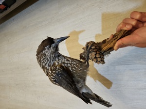 Tierpräparat Vogel Tannenhäher 
