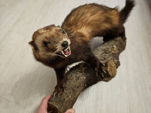 Tierpräparat Marder