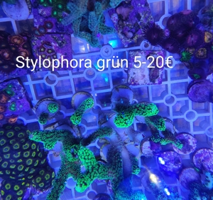 Korallen Ableger 
