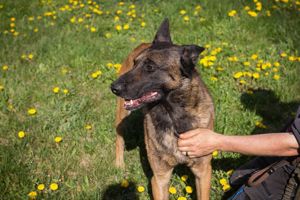 *OLLI* - der Malinois Mischling ist offen und freundlich, manchmal etwas eigensinnig. 