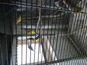 suche gelbe pfirschichköpfchen