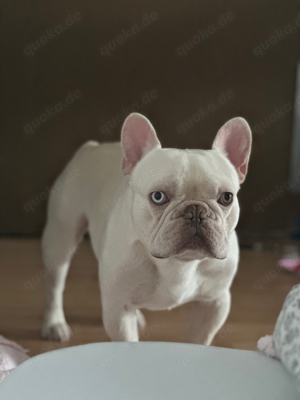 französische bulldogge deckrüde 